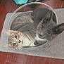 animal, cat, cats, companions, cozy, curiosity, curled_up, cute, ears, eyes, fur, glass_bowl, gray_rug, indoor, looking_up, pet, snug, two_animals, whiskers, wooden_floor