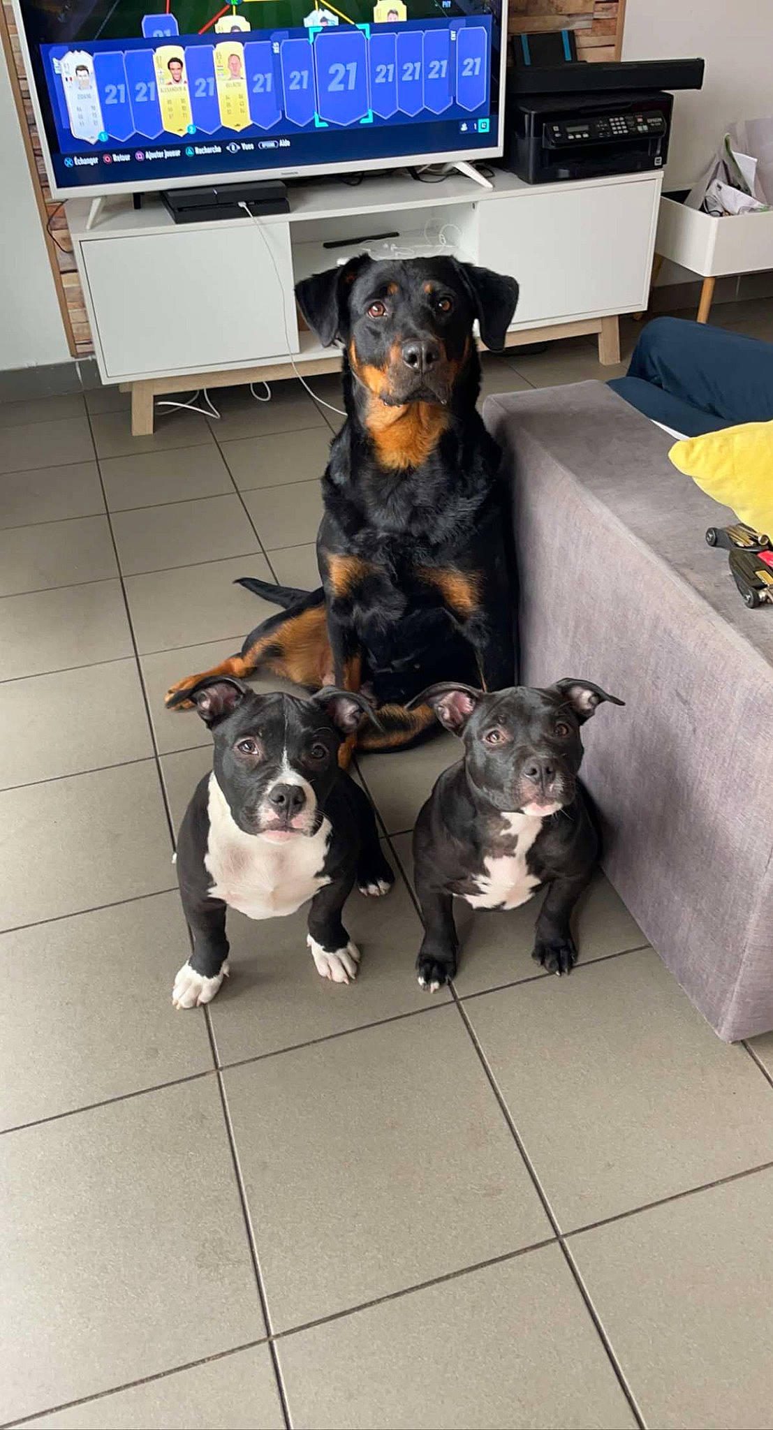 Xena participe au concours pour gagner de l'argent avec cette photo : black, blue, canidae, carnivore, chair, collar, companion_dog, dog, dog_breed, fawn, floor, flooring, fur, snout, sporting_group, tail, television, vertebrate, working_animal, working_dog