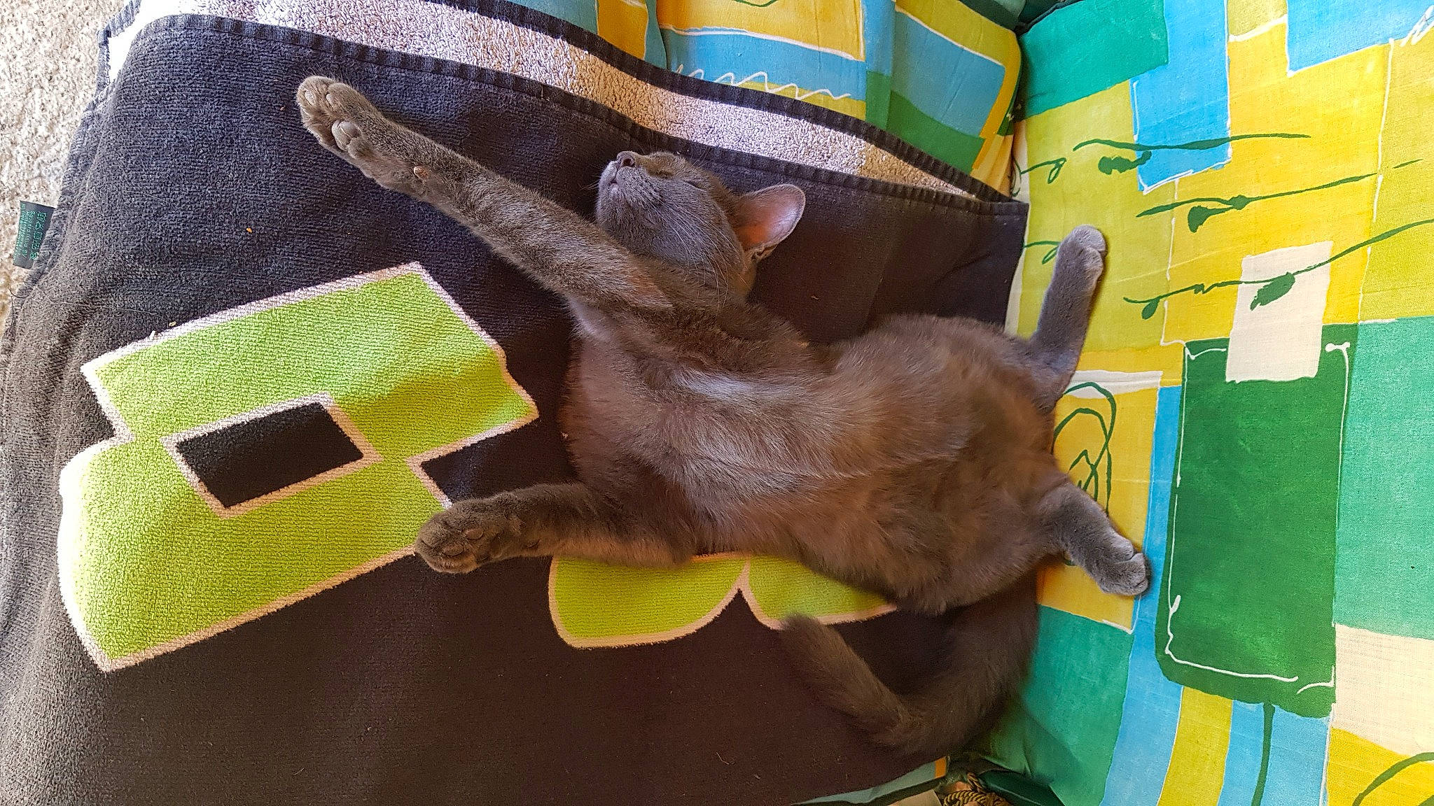 Oseille Fripoulle Baguerra