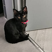 Bastet a rejoint le concours — aidez-le/la à gagner de superbes lots ! animal, beige_floor, black_cat, collar, curious, domestic_animal, door, ears, feline, floor, gray_floor, indoor, kitten, looking_up, pet, quiet, tail, threshold, whiskers, young_cat