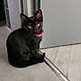 animal, beige_floor, black_cat, collar, curious, domestic_animal, door, ears, feline, floor, gray_floor, indoor, kitten, looking_up, pet, quiet, tail, threshold, whiskers, young_cat