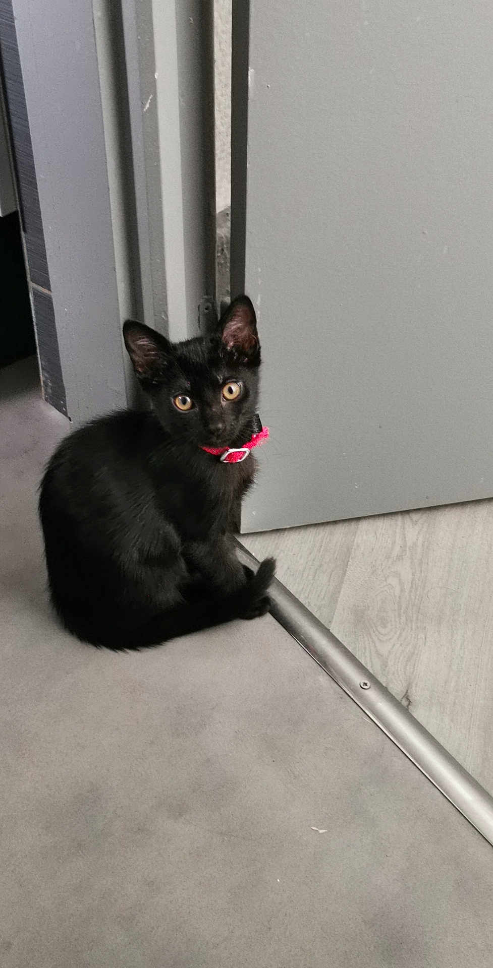 Bastet
