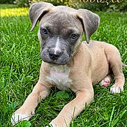 Novalee is registered to the contest to win money with this photo: puppy, dog, pet, animal, grass, outdoor, garden, portrait, close_up, lying_down, sitting, short_hair, floppy_ears, brown_fur, gray_fur, white_chest, white_paws, blue_eyes, nose, text_overlay