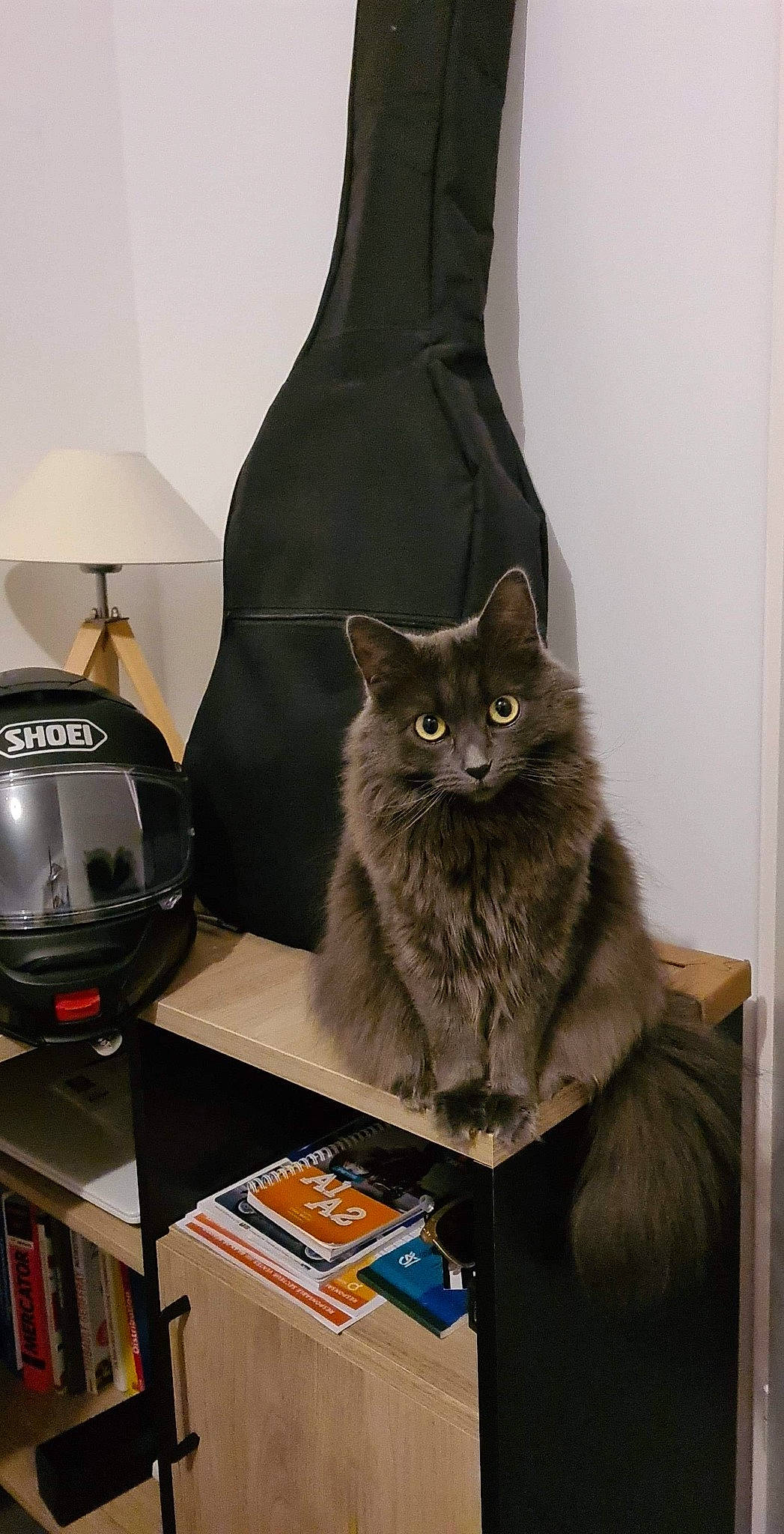 Olympe participe au concours pour gagner de l'argent avec cette photo : asian_semi_longhair, black_cat, british_longhair, carnivore, cat, domestic_long_haired_cat, felidae, korat, maine_coon, nebelung, norwegian_forest_cat, russian_blue, small_to_medium_sized_cats, whiskers