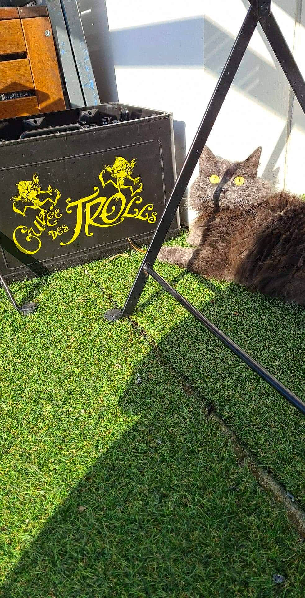 Olympe a rejoint le concours — aidez-le/la à gagner de superbes lots ! carnivore, cat, domestic_short_haired_cat, felidae, flooring, grass, lawn, plant, small_to_medium_sized_cats, tabby_cat, whiskers, wild_cat, yellow