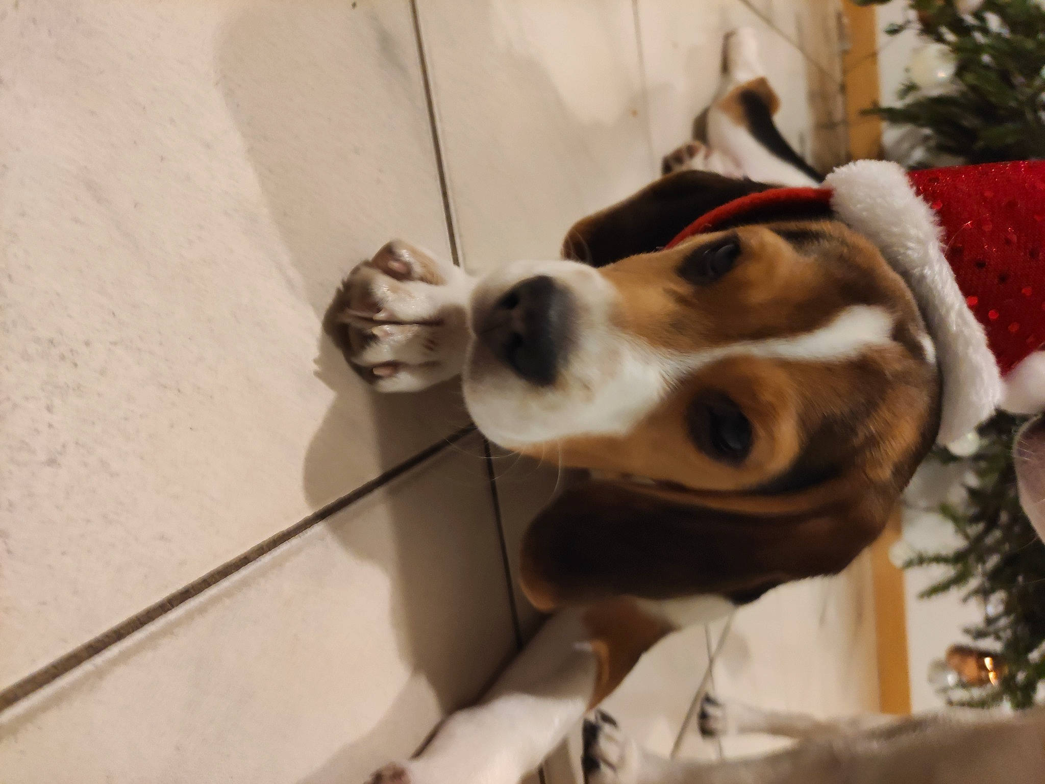 Roger participe au concours pour gagner de l'argent avec cette photo : beagle, beagle_harrier, beaglier, canidae, carnivore, collar, companion_dog, dog, dog_breed, dog_collar, fur, harrier, leash, pet_supply, snout, sporting_group, vertebrate, whiskers, working_animal, working_dog
