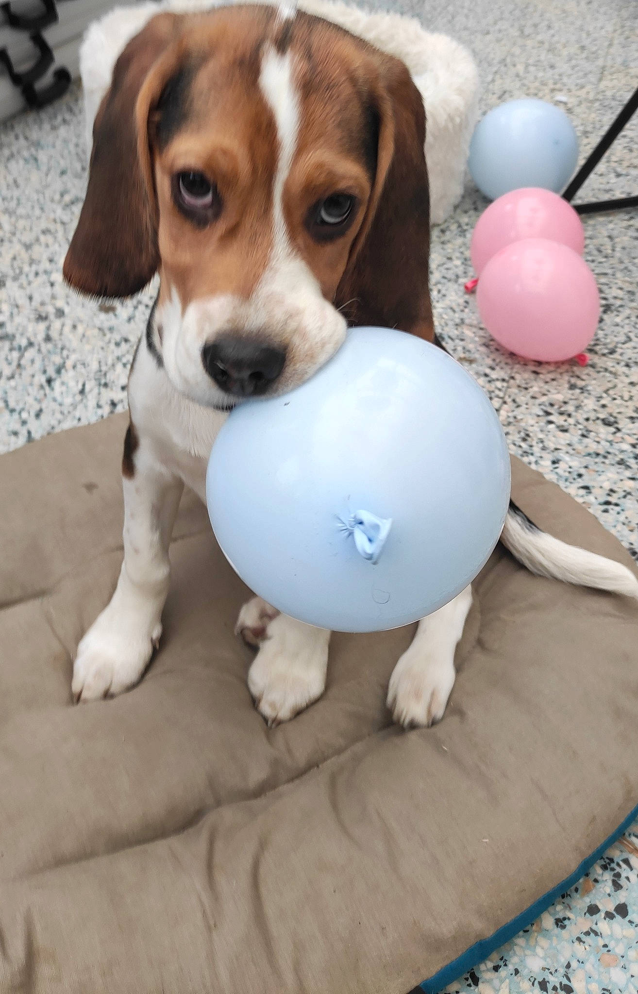 Roger participe au concours pour gagner de l'argent avec cette photo : balloon, beagle, beaglier, canidae, carnivore, companion_dog, dog, dog_breed, dog_supply, dog_toy, easter, fawn, hound, party_supply, pet_supply, scent_hound, snout, toy, vertebrate, working_animal