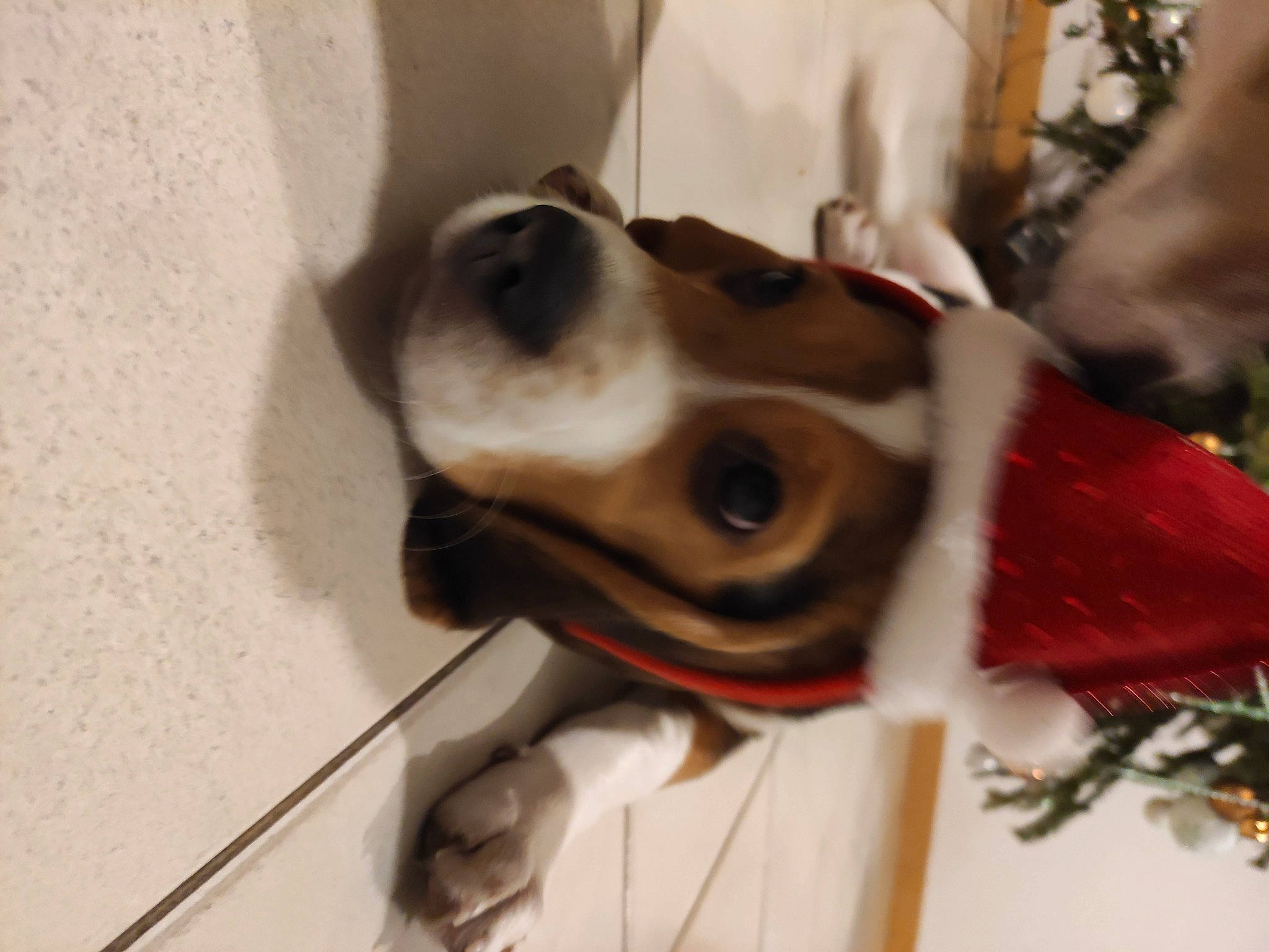 Roger participe au concours pour gagner de l'argent avec cette photo : canidae, carmine, carnivore, christmas_decoration, collar, companion_dog, dog, dog_breed, dog_collar, dog_supply, fur, hunting_dog, leash, pet_supply, snout, sporting_group, tongue, vertebrate, whiskers, working_animal