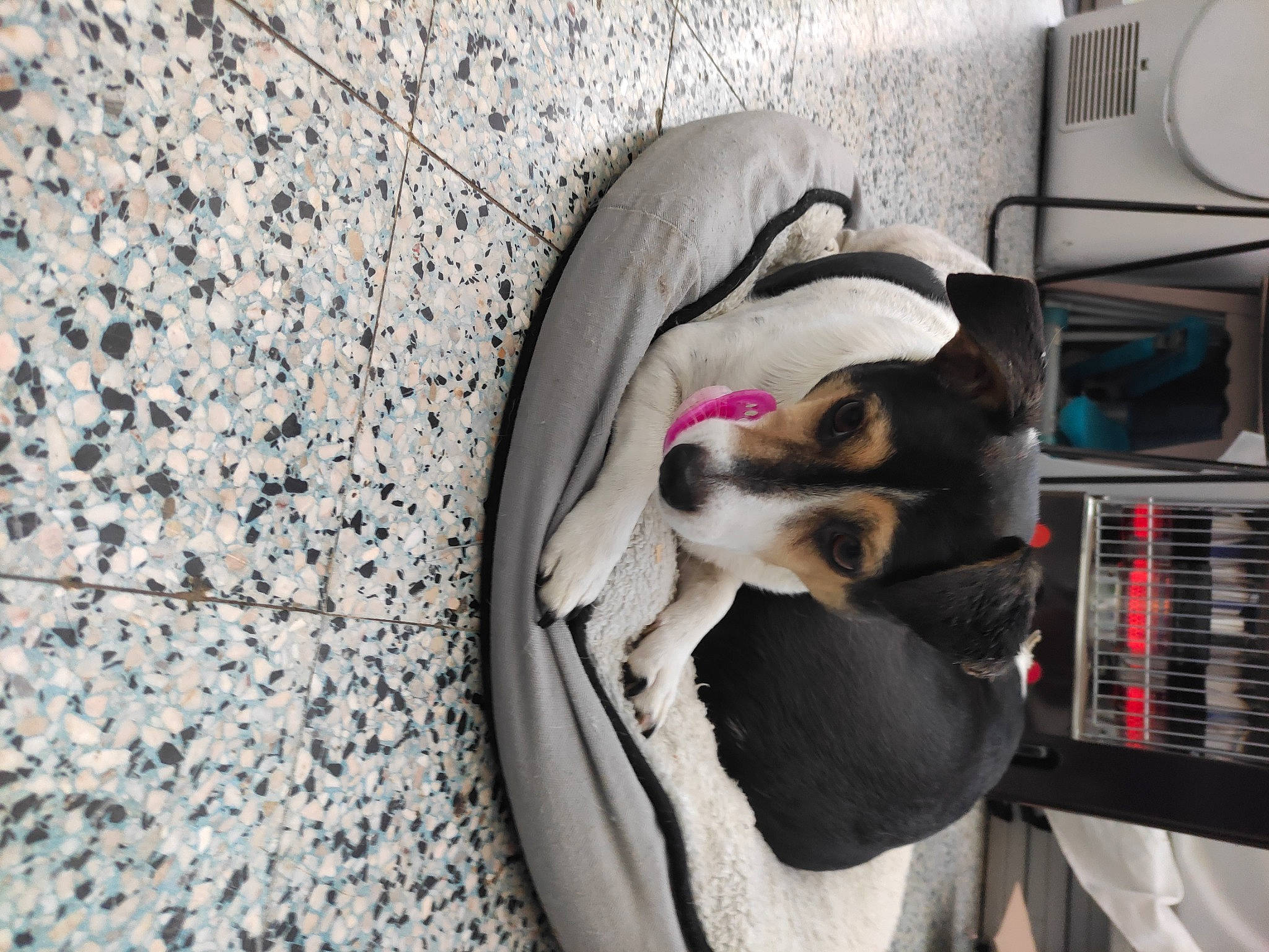 Lixy participe au concours pour gagner de l'argent avec cette photo : boston_terrier, canidae, carnivore, companion_dog, coonhound, danish_swedish_farmdog, dog, dog_breed, nap, puppy, puppy_love, rat_terrier