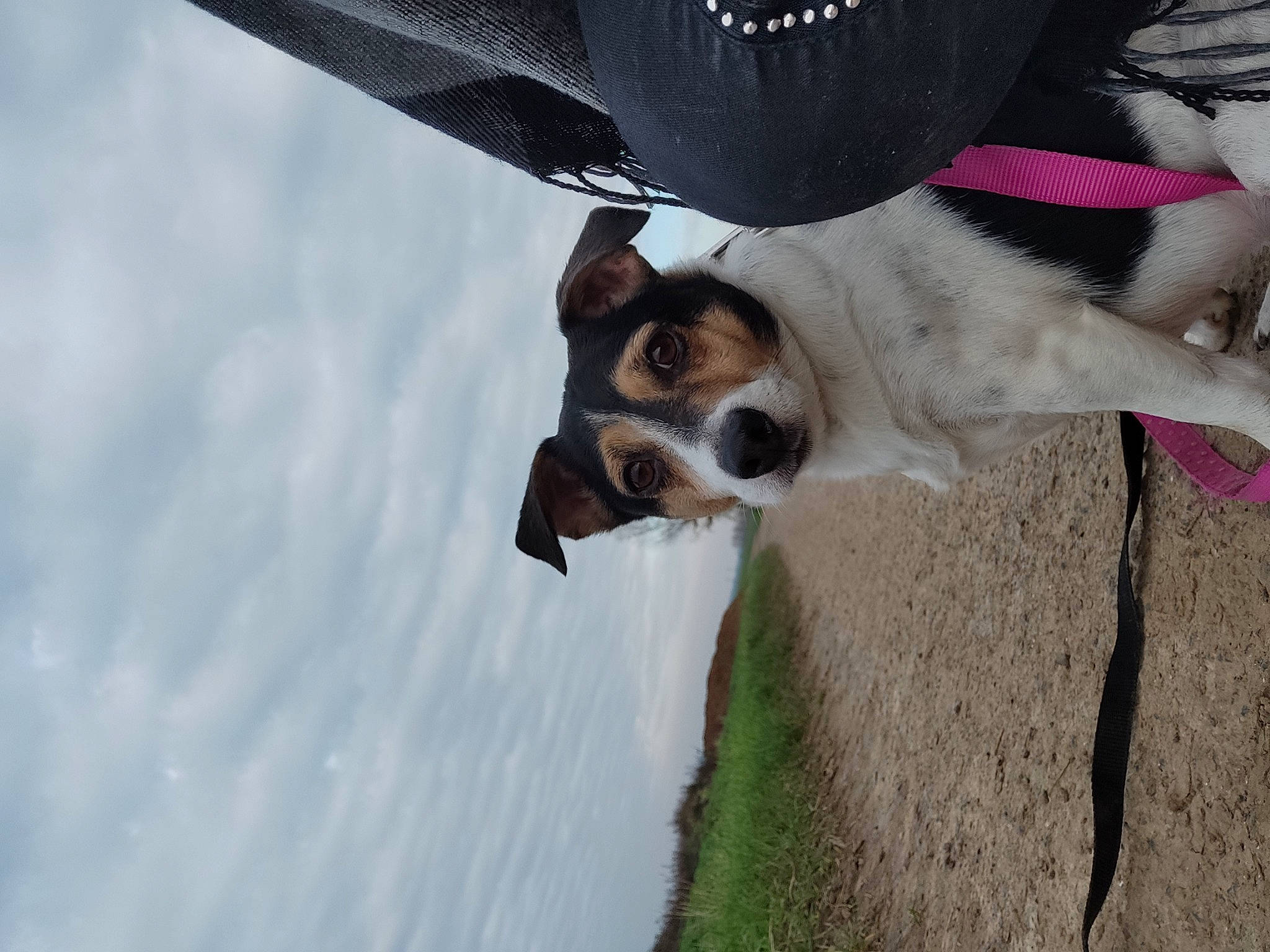 Lixy participe au concours pour gagner de l'argent avec cette photo : canidae, cardigan_welsh_corgi, carnivore, dog, dog_breed, fawn, fox_terrier, rat_terrier, smooth_fox_terrier, snout, sporting_group, toy_fox_terrier