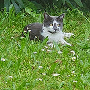 Pistache participe au concours pour gagner de l'argent avec cette photo : cat, grass, flowers, outdoor, nature, greenery, animal, pet, relaxed, lying_down, black_and_white, daisy, leaf, summer, meadow, wildlife, flora, garden, mammal, peaceful