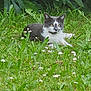 cat, grass, flowers, outdoor, nature, greenery, animal, pet, relaxed, lying_down, black_and_white, daisy, leaf, summer, meadow, wildlife, flora, garden, mammal, peaceful