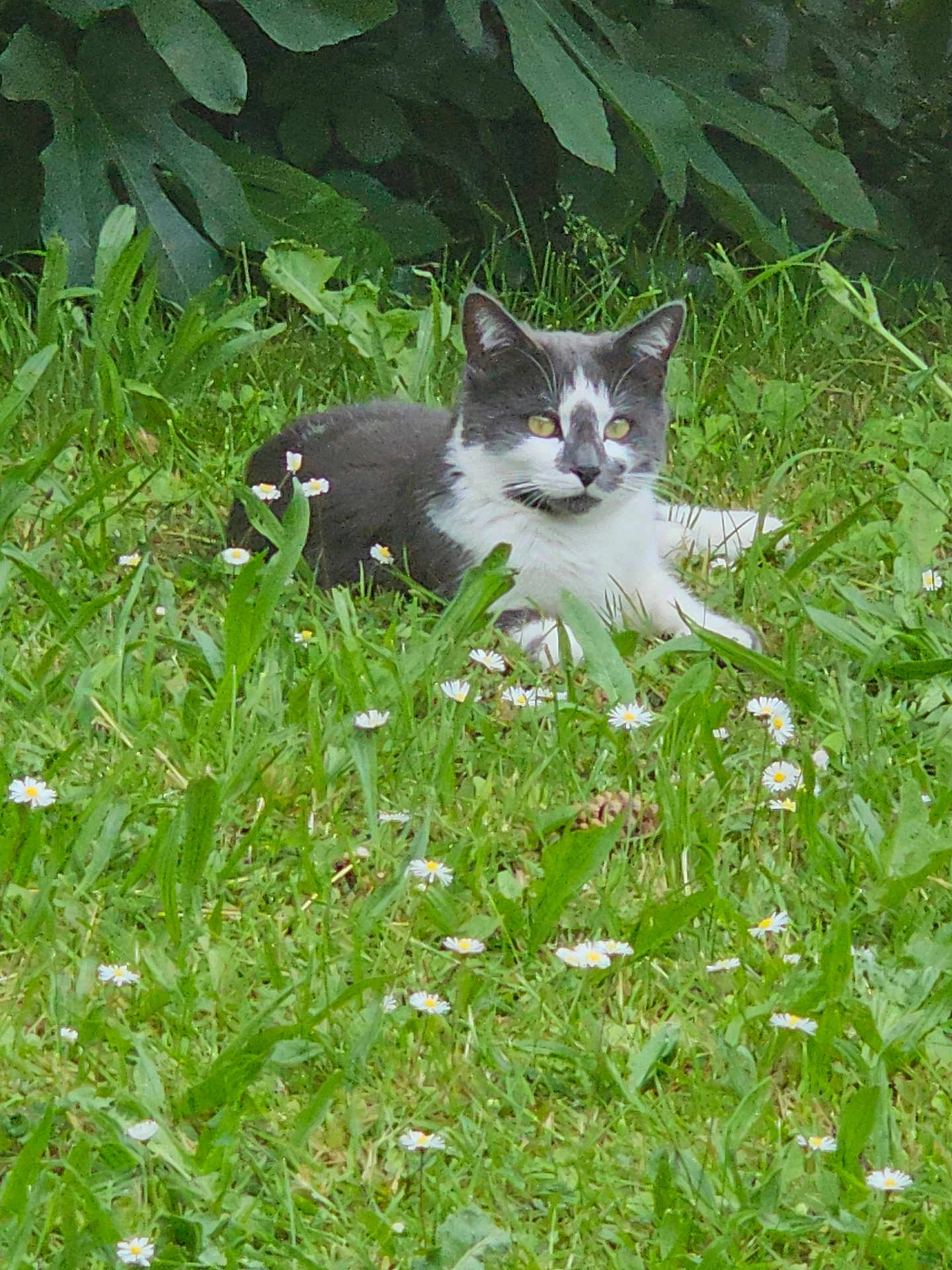 Pistache participe au concours pour gagner de l'argent avec cette photo : cat, grass, flowers, outdoor, nature, greenery, animal, pet, relaxed, lying_down, black_and_white, daisy, leaf, summer, meadow, wildlife, flora, garden, mammal, peaceful