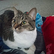 Winnie is registered to the contest to win money with this photo: cat, tabby, animal, pet, indoor, blanket, carpet, furniture, cozy, whiskers, ears, fur, eyes, resting, home, curious, closeup, domestic_cat, mammal, cute