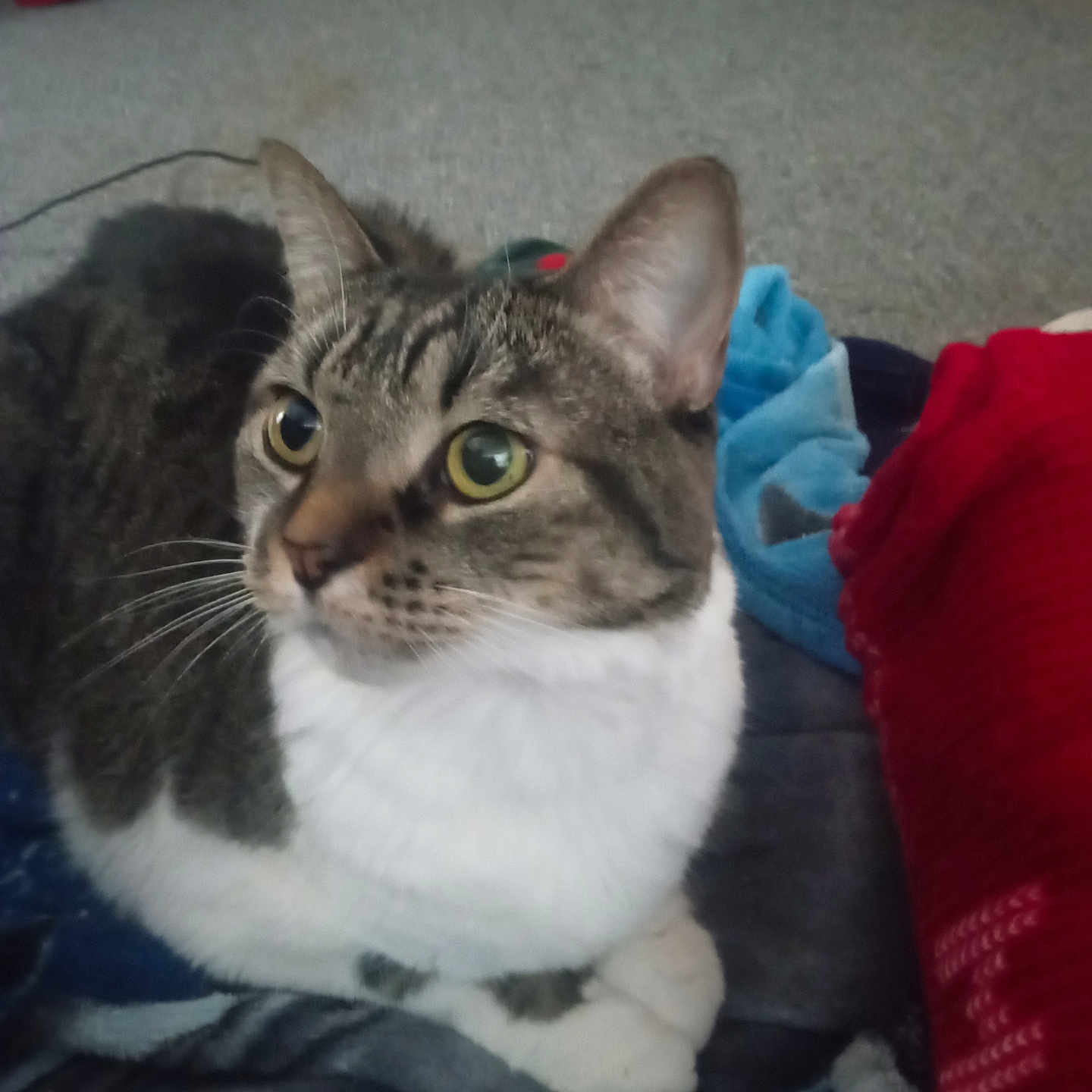 Winnie is registered to the contest to win money with this photo: animal, blanket, carpet, cat, closeup, cozy, curious, cute, domestic_cat, ears, eyes, fur, furniture, home, indoor, mammal, pet, resting, tabby, whiskers
