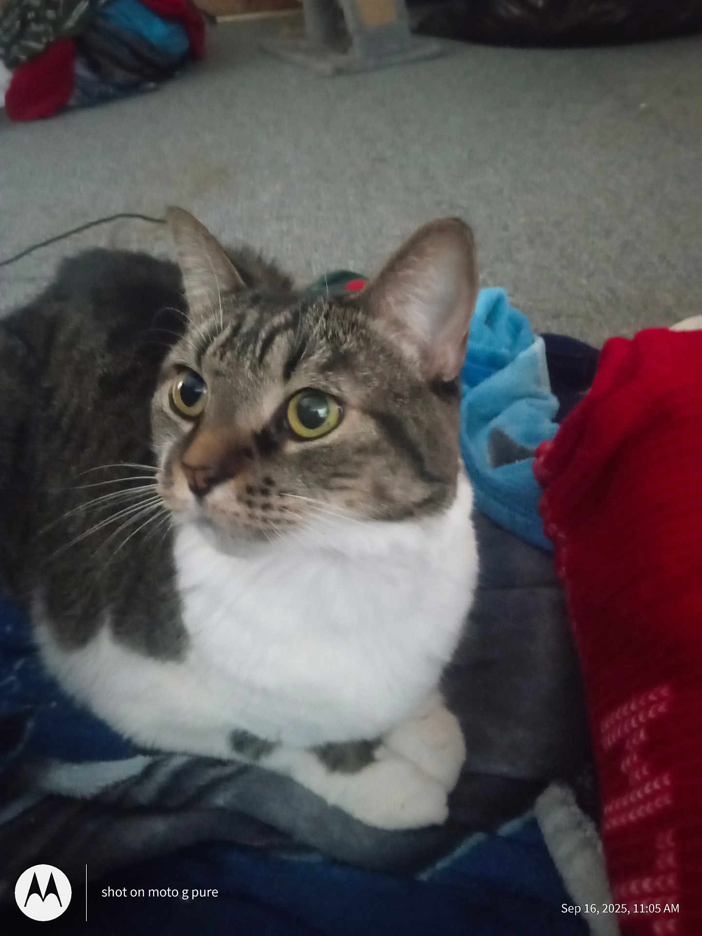 Winnie is registered to the contest to win money with this photo: cat, tabby, animal, pet, indoor, blanket, carpet, furniture, cozy, whiskers, ears, fur, eyes, resting, home, curious, closeup, domestic_cat, mammal, cute