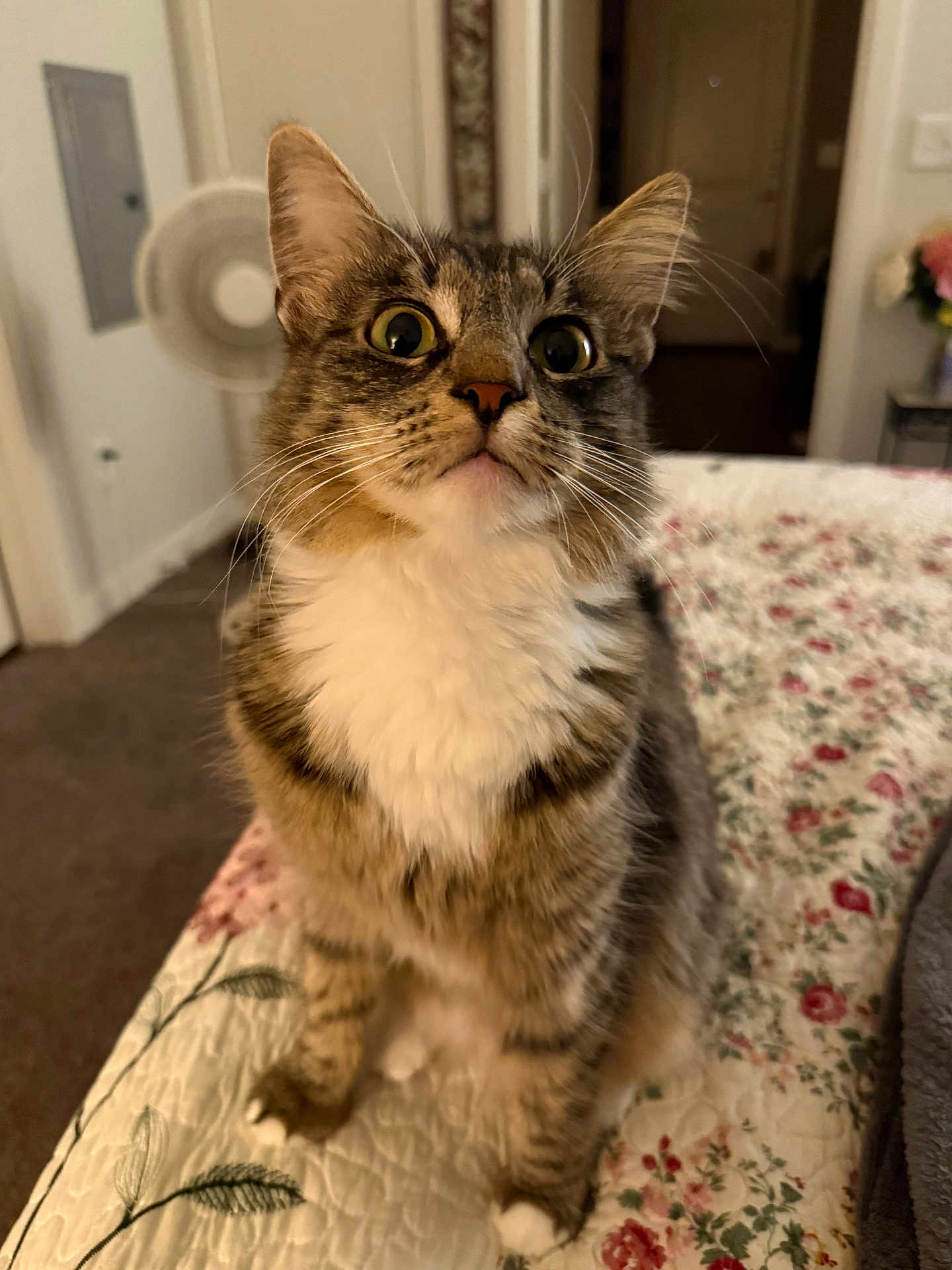 Brisket joined the competition — help win amazing prizes! cat, tabby, indoor, pet, animal, fur, whiskers, ears, eyes, bedspread, quilt, floral, curious, sitting, domestic, feline, home, cute, mammal, closeup