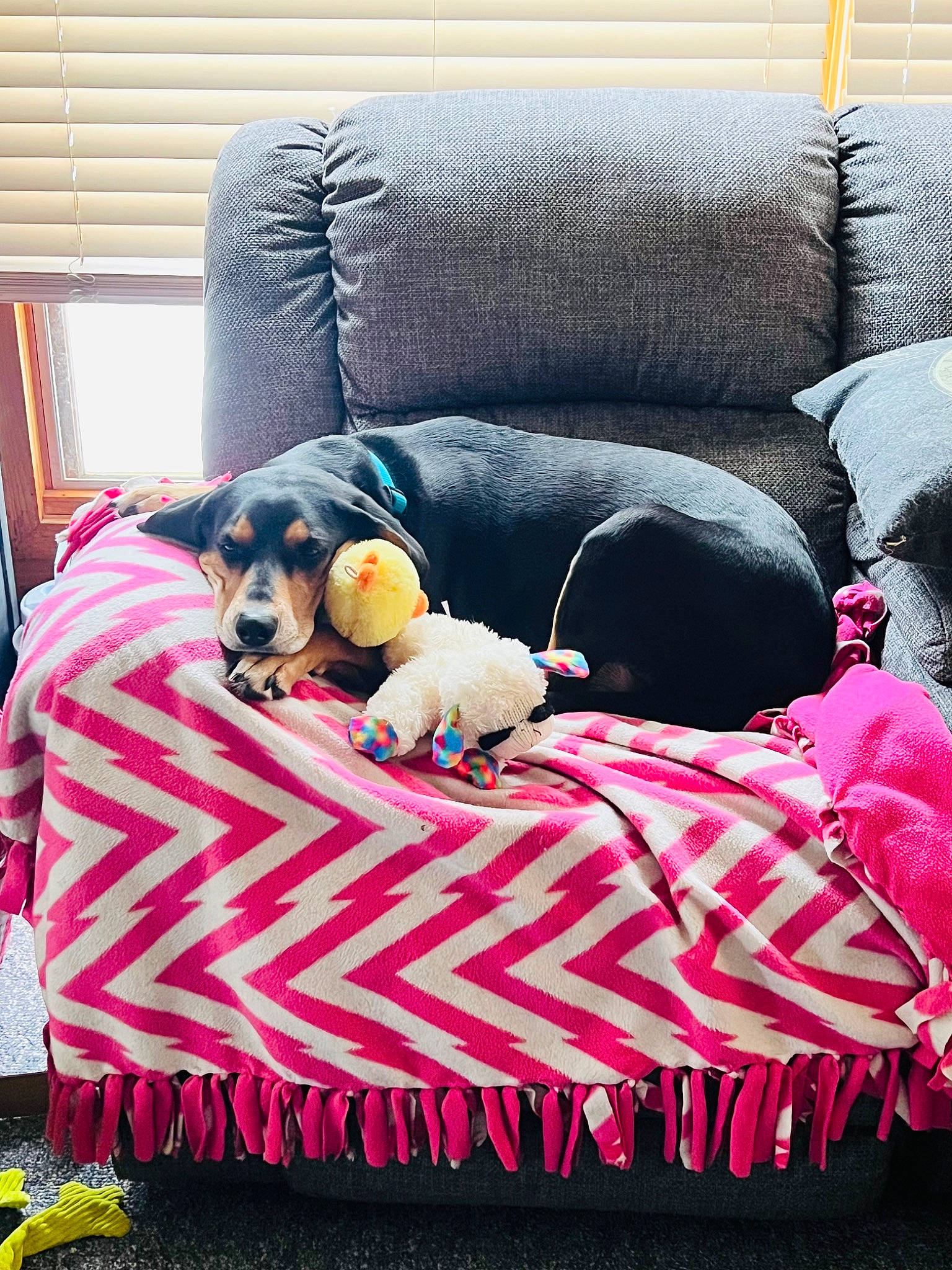 Cabella is registered to the contest to win money with this photo: canidae, carnivore, comfort, companion_dog, couch, dog, dog_breed, dog_supply, fur, linens, living_room, magenta, mammal, pattern, room, sporting_group, studio_couch, toy_dog, vertebrate, working_animal