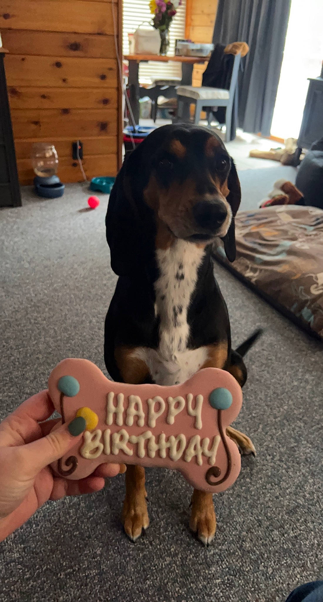 Cabella joined the competition — help win amazing prizes! carnivore, comfort, companion_dog, couch, curtain, dog, dog_breed, dog_supply, flooring, foot, hound, paw, pet_supply, sitting, toy, wood, working_animal