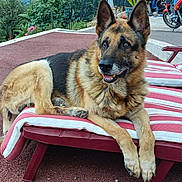 Jack a rejoint le concours — aidez-le/la à gagner de superbes lots ! dog, german_shepherd, pet, animal, canine, lying_down, lounging, smiling, outdoor, garden, patio, pool_chair, striped_cushion, motorcycle, greenery, plants, portrait, fur, ears, vacation
