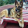 dog, german_shepherd, pet, animal, canine, lying_down, lounging, smiling, outdoor, garden, patio, pool_chair, striped_cushion, motorcycle, greenery, plants, portrait, fur, ears, vacation