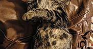 Ninja participe au concours pour gagner de l'argent avec cette photo : cat, tabby_cat, pet, animal, sleeping, relaxed, lying_down, belly_up, paws, whiskers, striped_fur, furry, eyes_closed, face, leather_bag, brown, bedspread, indoors, cozy, portrait