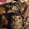cat, tabby_cat, pet, animal, sleeping, relaxed, lying_down, belly_up, paws, whiskers, striped_fur, furry, eyes_closed, face, leather_bag, brown, bedspread, indoors, cozy, portrait