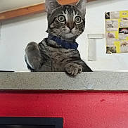 Ninja participe au concours pour gagner de l'argent avec cette photo : cat, tabby_cat, pet, animal, collar, blue_collar, wide_eyed, whiskers, ears, paws, sitting, portrait, indoor, home, ledge, red_wall, ceiling_beams, poster, alert, funny