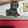 cat, tabby_cat, pet, animal, collar, blue_collar, wide_eyed, whiskers, ears, paws, sitting, portrait, indoor, home, ledge, red_wall, ceiling_beams, poster, alert, funny