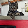 cat, tabby_cat, pet, animal, feline, whiskers, ears, green_eyes, collar, striped_fur, sitting, lying_down, front_paw, portrait, indoors, red_wall, wooden_beams, ledge, staring, close_up