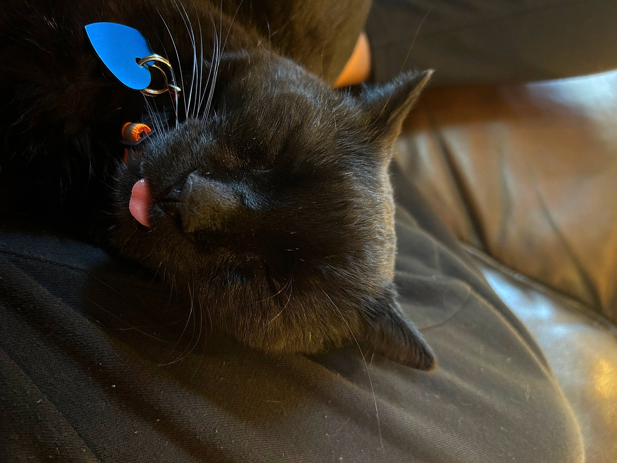 Sammy is registered to the contest to win money with this photo: black_cat, bombay, carnivore, cat, claw, comfort, domestic_short_haired_cat, felidae, fur, grey, havana_brown, korat, nap, paw, small_to_medium_sized_cats, snout, tail, terrestrial_animal, whiskers