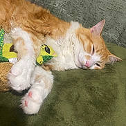 Milo is registered to the contest to win money with this photo: animal, cat, couch, cozy, cute, domestic_animal, feline, fur, green_blanket, indoor, orange_cat, paw, pet, pink_nose, relaxed, resting, sleeping, toy, whiskers, white_cat