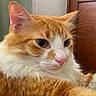 animal, cat, closeup, curtain, domestic_cat, door, ears, feline, fluffy_cat, fur, green_blanket, indoor, orange_cat, pet, pink_nose, portrait, relaxed, resting, whiskers, white_cat