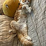 animal, cat, cozy, cushion, cute, domestic_cat, fluffy_cat, fur, furniture, home, indoor, lounging, orange_cat, pet, plush_toy, quilted_couch, relaxed, resting, sleepy, yellow_plush