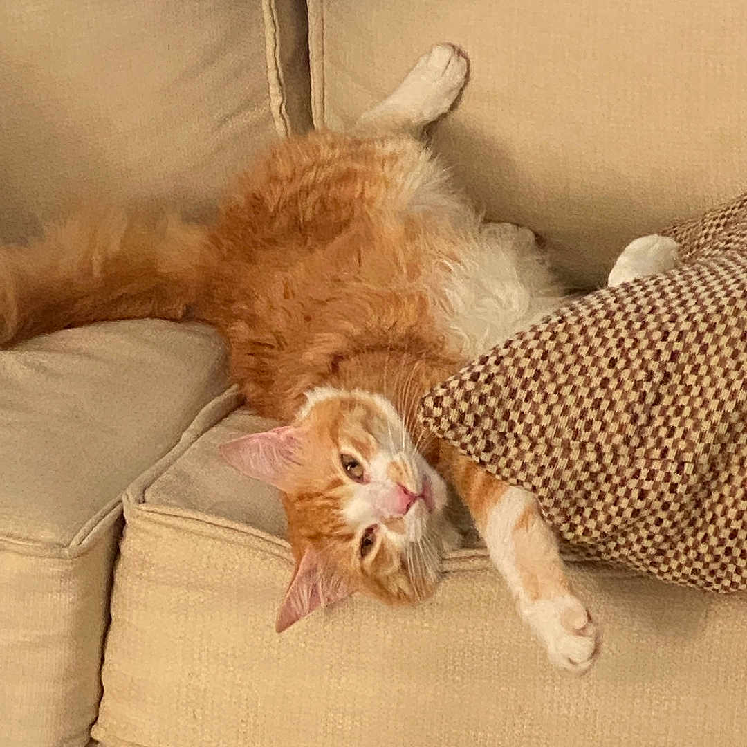 Milo