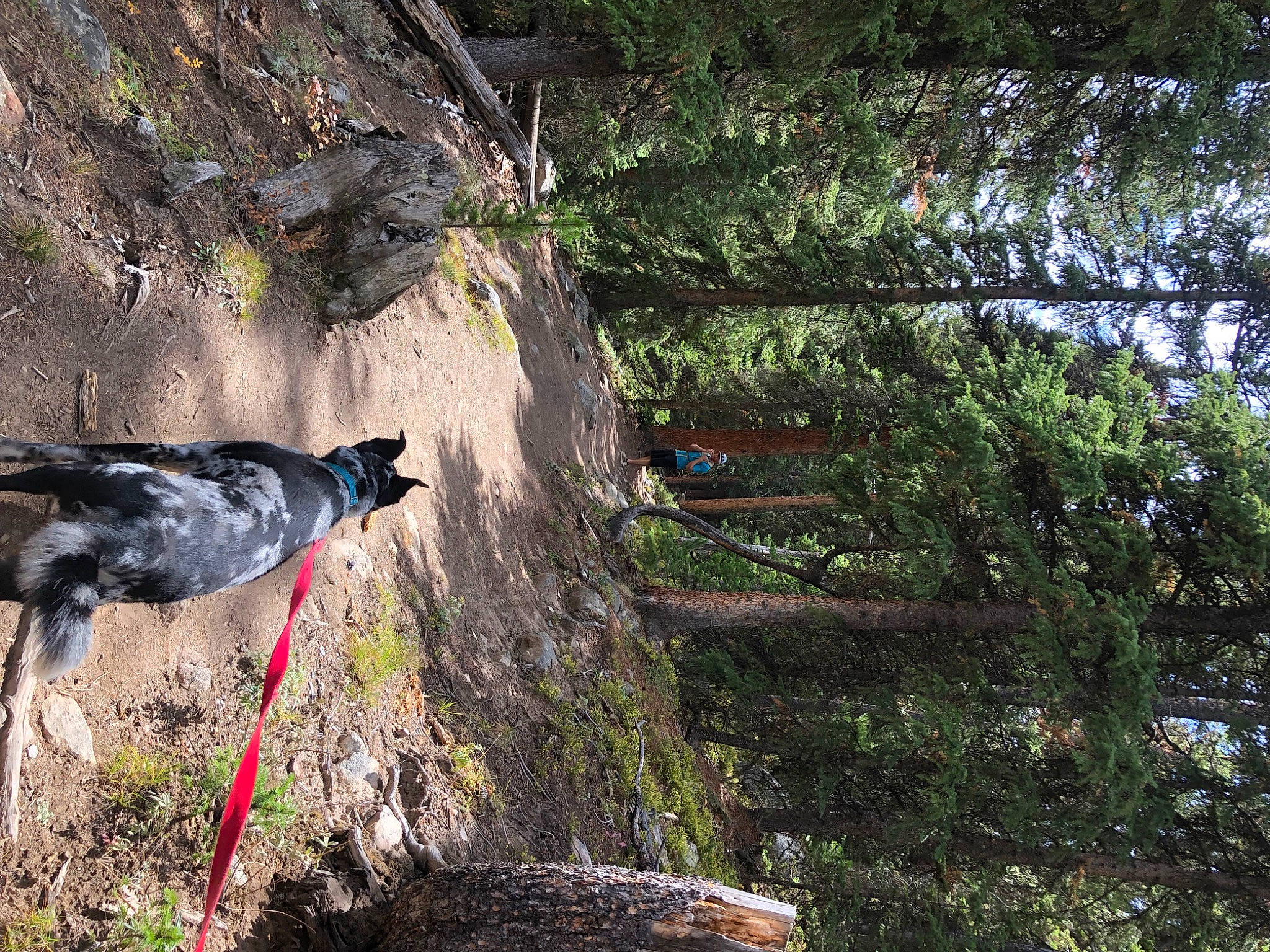 Storm joined the competition — help win amazing prizes! adventure, beak, bedrock, forest, formation, grass, jungle, landscape, nature_reserve, outcrop, plant, recreation, rock, slope, soil, terrestrial_plant, tree, trunk, wood, woody_plant