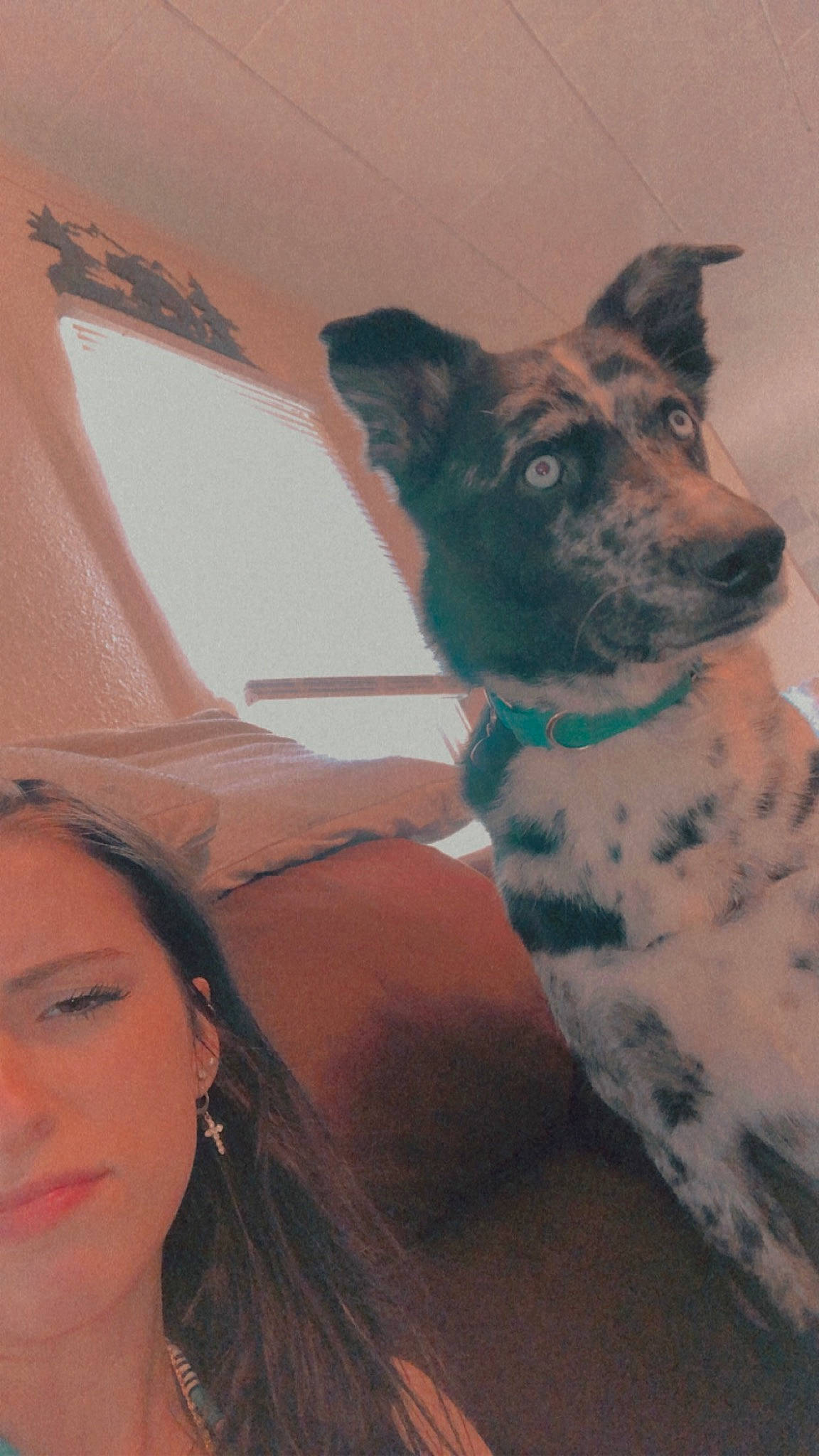 Storm is registered to the contest to win money with this photo: canidae, carnivore, collar, companion_dog, dog, dog_breed, dog_collar, fawn, fur, guard_dog, happy, herding_dog, jewellery, selfie, snout, sporting_group, tints_and_shades, whiskers, working_animal, working_dog