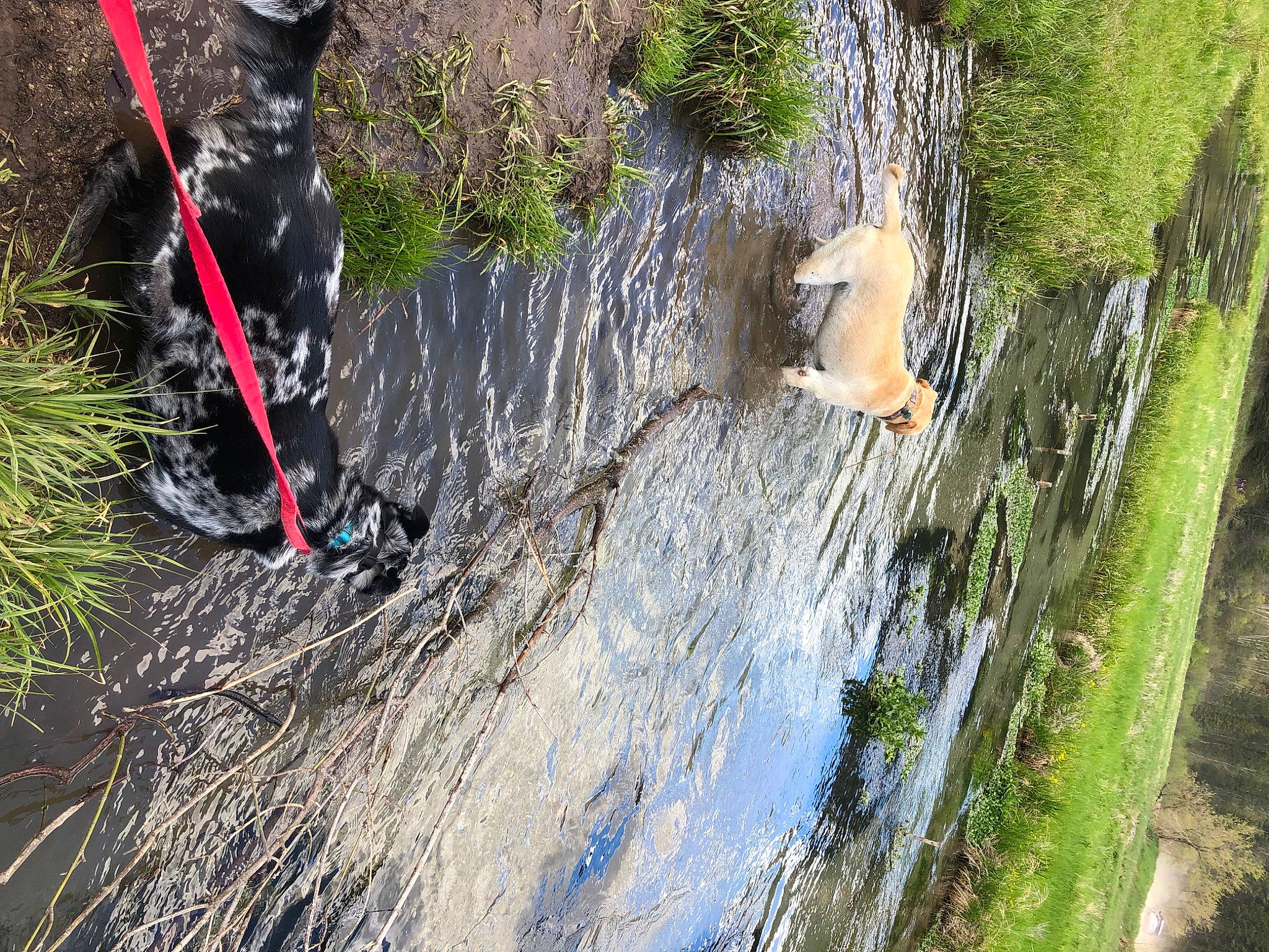 Storm is registered to the contest to win money with this photo: adventure, forest, fun, grass, grass_family, landscape, leisure, mammal, plant, recreation, rock, rock_climbing_equipment, soil, sport_climbing, stream, tree, trunk, water, watercourse, wood