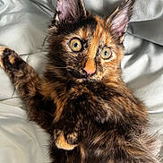 Zola is registered to the contest to win money with this photo: kitten, cat, tortoiseshell, fur, pet, animal, whiskers, ears, eyes, cute, indoor, blanket, soft, resting, feline, young, portrait, looking, curious, cozy
