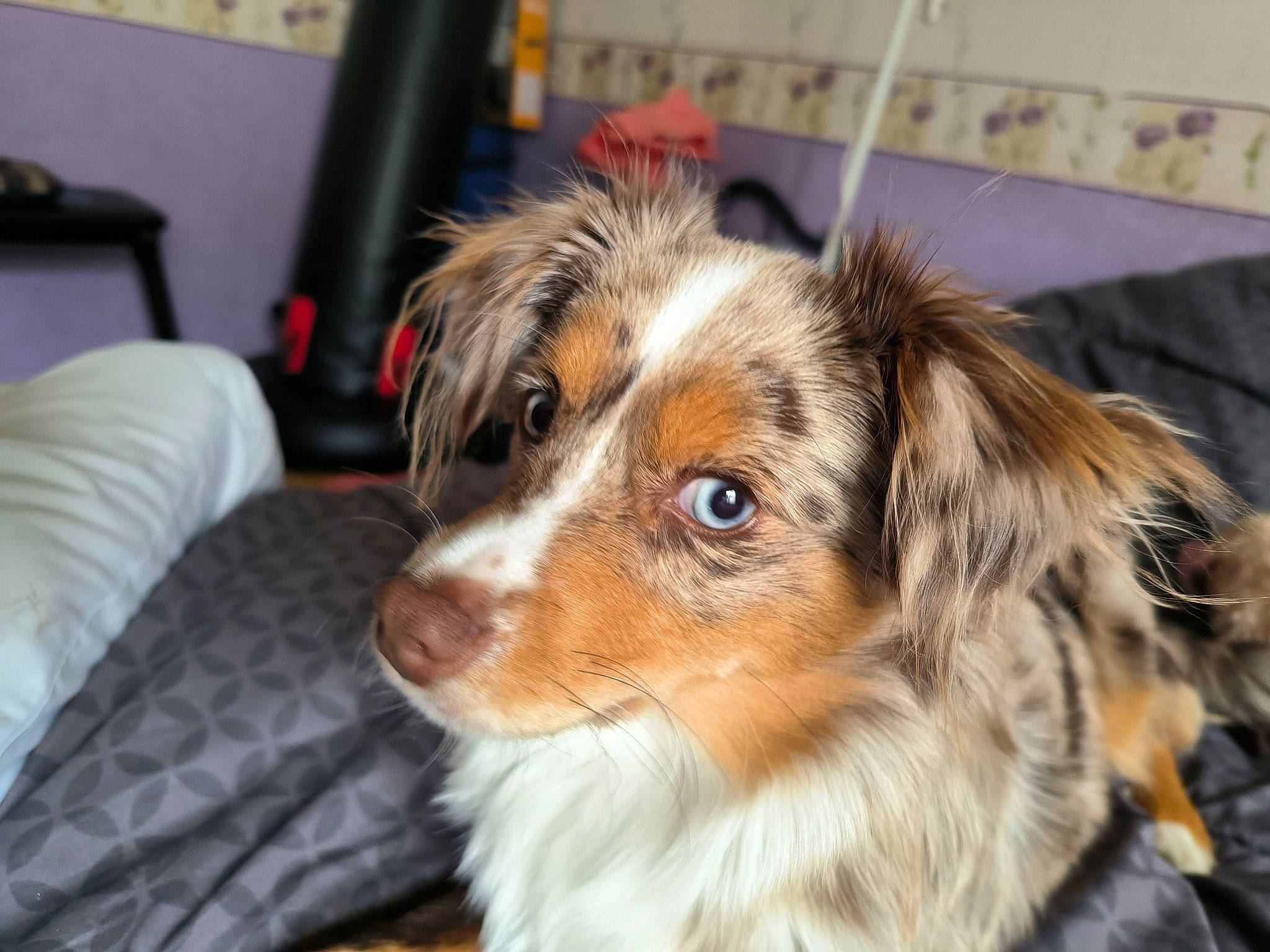 Canaille a rejoint le concours — aidez-le/la à gagner de superbes lots ! australian_collie, australian_shepherd, canidae, carnivore, companion_dog, dog, dog_breed, fur, herding_dog, plant, puppy, snout, sporting_group, terrestrial_animal, tree, whiskers, working_dog