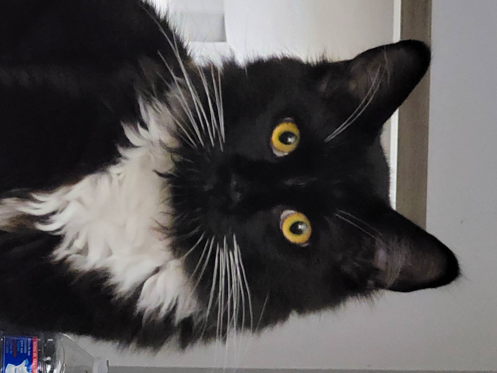 Ramsés a rejoint le concours — aidez-le/la à gagner de superbes lots ! art, black_cat, carnivore, cat, claw, domestic_short_haired_cat, felidae, fur, iris, mammal, monochrome_photography, paper_product, paw, photo_caption, small_to_medium_sized_cats, snout, tail, terrestrial_animal, whiskers, window