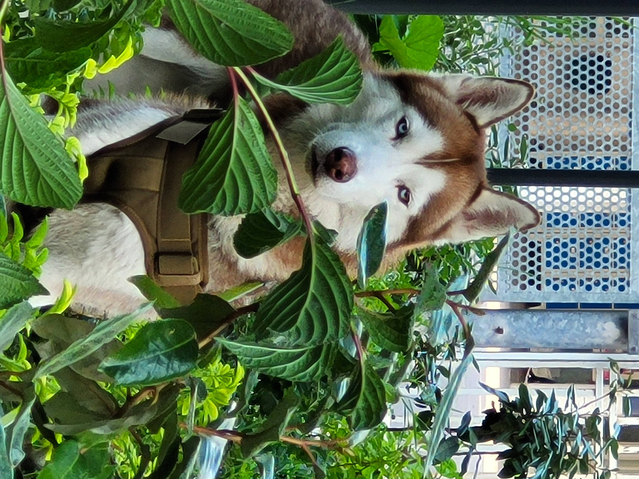 Marley participe au concours pour gagner de l'argent avec cette photo : canidae, carnivore, companion_dog, dog, fawn, felidae, forest, fox, fur, jungle, organism, plant, small_to_medium_sized_cats, tail, terrestrial_animal, terrestrial_plant, whiskers, wildlife, wolf, working_animal