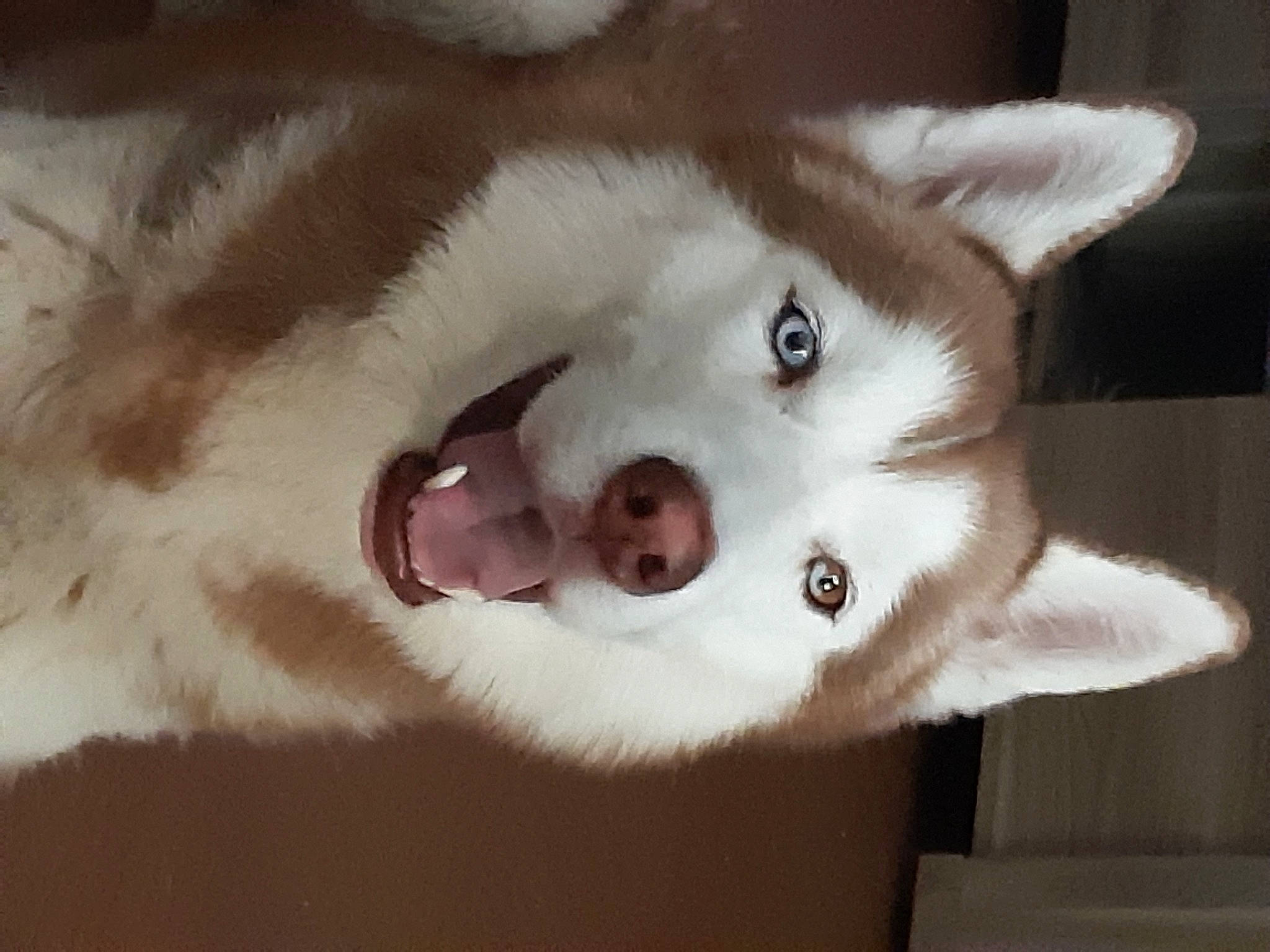 Marley a rejoint le concours — aidez-le/la à gagner de superbes lots ! alaskan_klee_kai, alaskan_malamute, canadian_eskimo_dog, canidae, carnivore, dog, dog_breed, eye, labrador_husky, mammal, miniature_siberian_husky, native_american_indian_dog, nose, sakhalin_husky, siberian_husky, snout, tamaskan_dog, vertebrate, whiskers, wolfdog