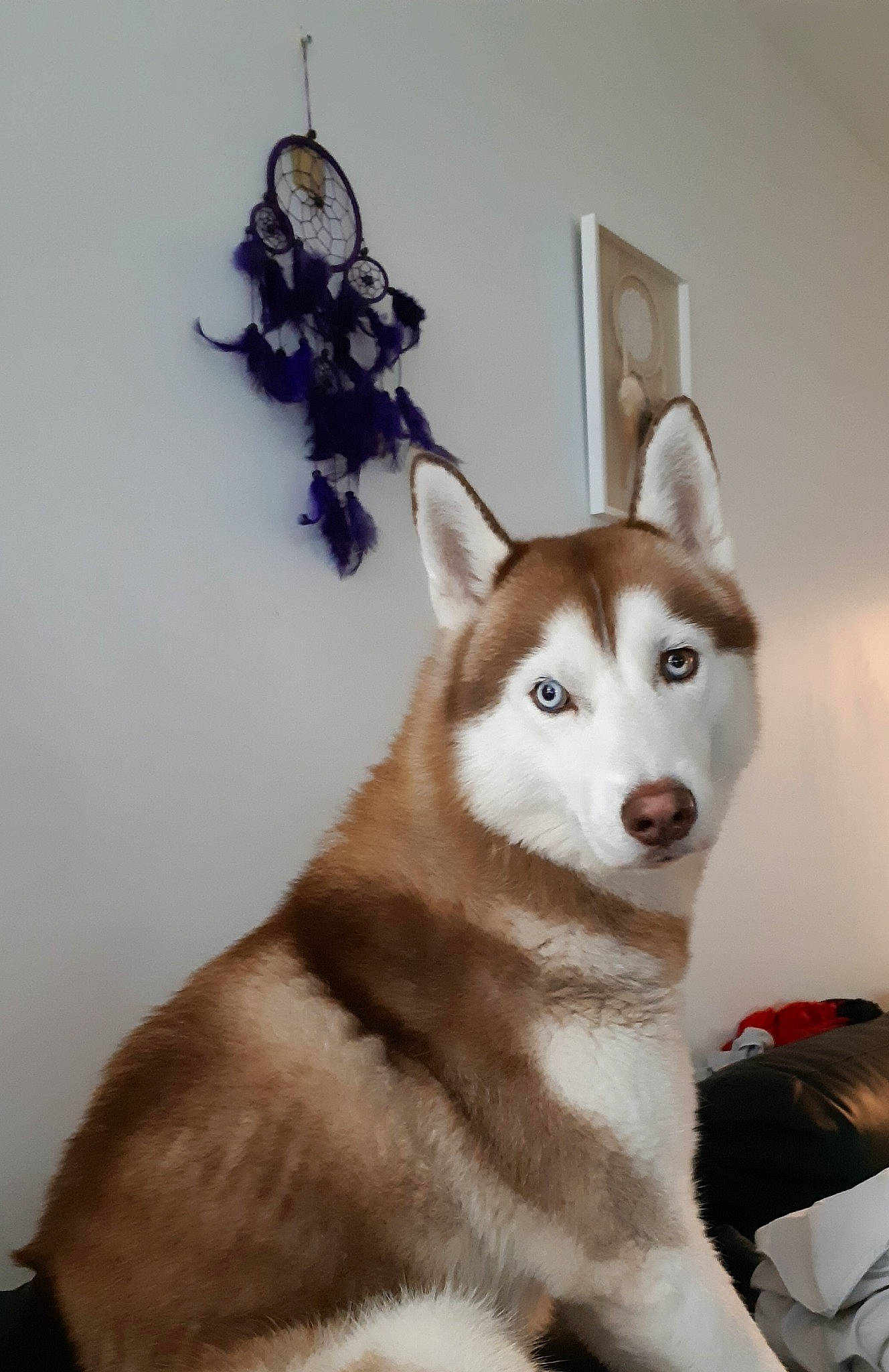 Marley participe au concours pour gagner de l'argent avec cette photo : alaskan_klee_kai, alaskan_malamute, canadian_eskimo_dog, canidae, carnivore, dog, dog_breed, east_siberian_laika, labrador_husky, mammal, miniature_siberian_husky, native_american_indian_dog, northern_inuit_dog, sakhalin_husky, seppala_siberian_sleddog, siberian_husky, sled_dog, tamaskan_dog, vertebrate, wolfdog