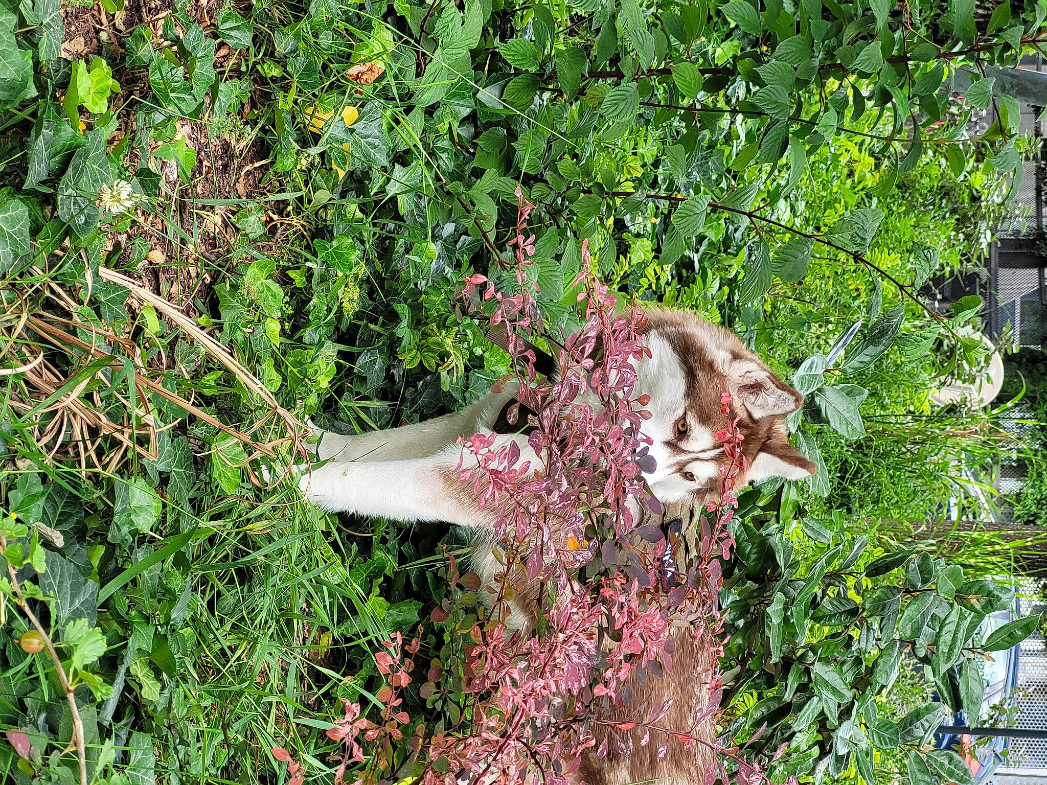Revka participe au concours pour gagner de l'argent avec cette photo : fawn, flower, flowering_plant, garden, grass, groundcover, herb, jungle, lawn_ornament, metal, natural_material, plant, shrub, soil, terrestrial_plant, tree, trunk, twig, wildlife, wood