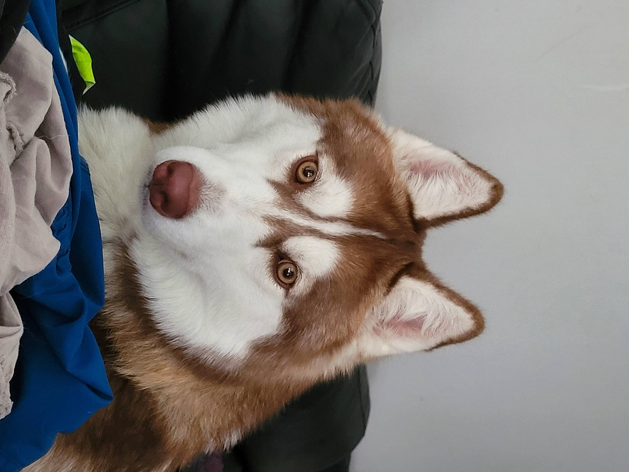Revka participe au concours pour gagner de l'argent avec cette photo : canidae, carnivore, collar, companion_dog, dog_breed, domestic_short_haired_cat, ear, eyelash, fawn, felidae, fur, jaw, paw, siberian_husky, sled_dog, small_to_medium_sized_cats, snout, sporting_group, whiskers, working_animal