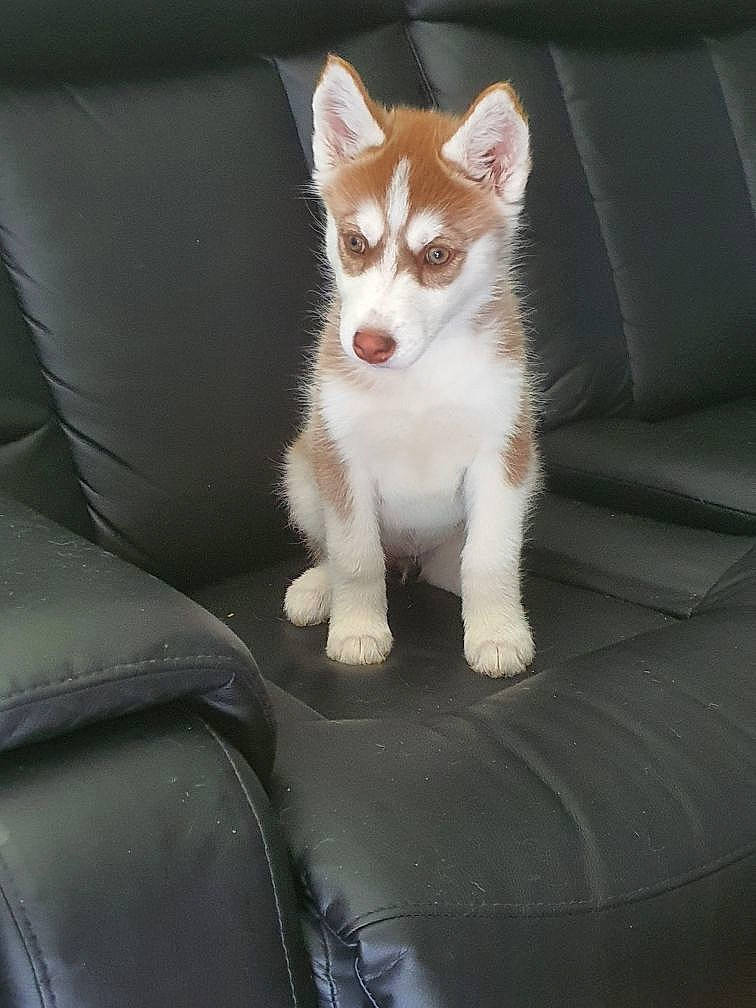 Revka a rejoint le concours — aidez-le/la à gagner de superbes lots ! canidae, carnivore, companion_dog, dog, dog_breed, fawn, mammal, puppy, rare_breed_dog, siberian_husky, sporting_group, vertebrate, whiskers