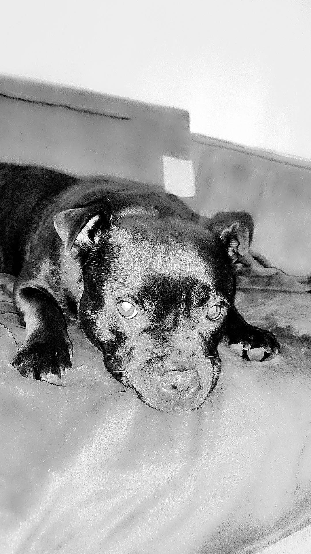 Prada participe au concours pour gagner de l'argent avec cette photo : canidae, carnivore, companion_dog, dog, dog_breed, dog_supply, ear, eye, fawn, fur, head, jaw, monochrome_photography, paw, snout, sporting_group, street_dog, terrestrial_animal, whiskers, working_animal