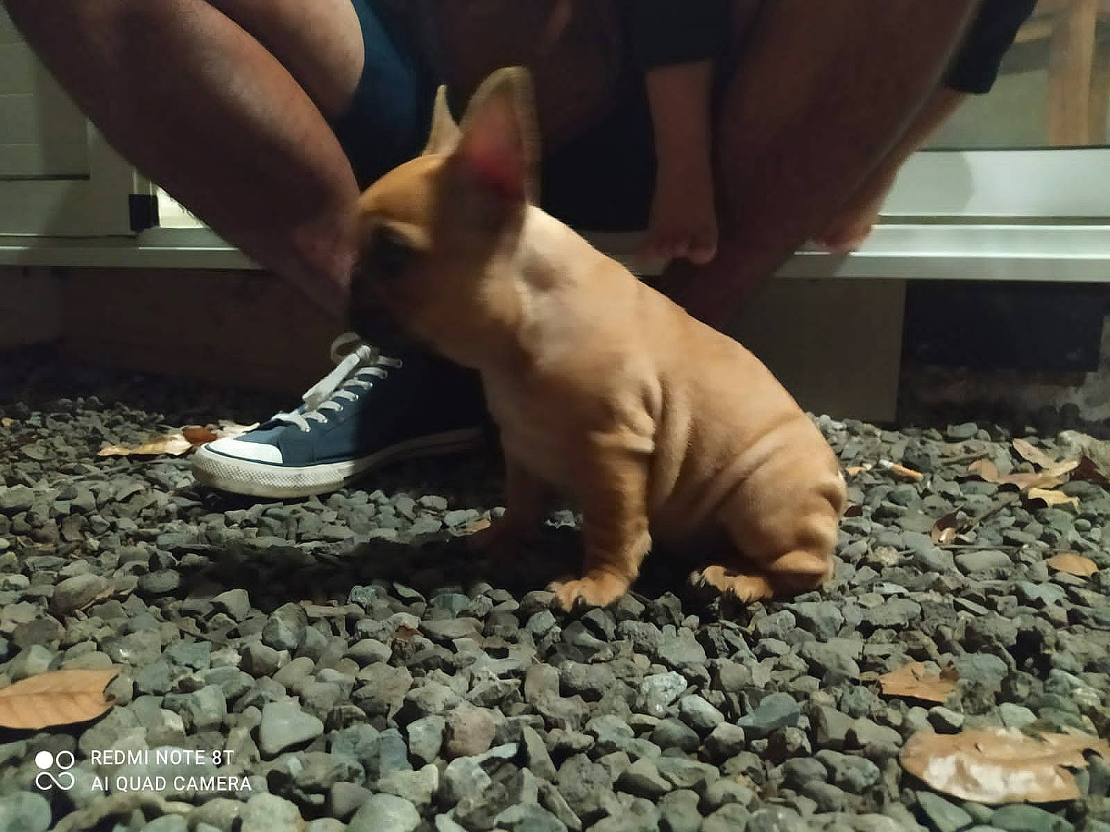 Saya participe au concours pour gagner de l'argent avec cette photo : barefoot, carnivore, companion_dog, dog, dog_breed, fawn, flooring, foot, grass, human_leg, knee, leg, nail, road_surface, snout, soil, tail, terrestrial_animal, thumb, toy_dog