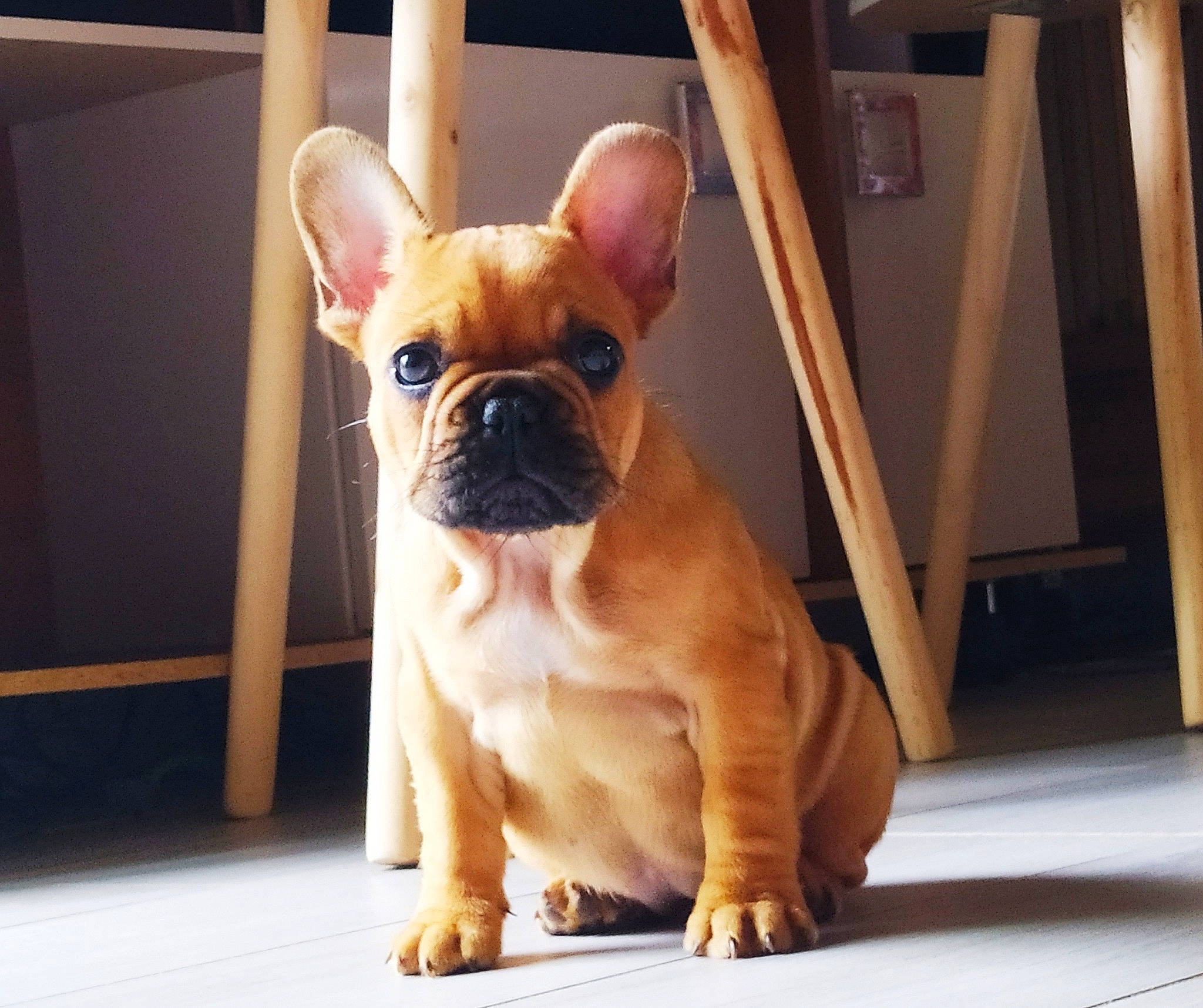 Saya a rejoint le concours — aidez-le/la à gagner de superbes lots ! bulldog, canidae, carnivore, companion_dog, dog, dog_breed, ear, eye, fawn, flooring, french_bulldog, pug, snout, sporting_group, terrestrial_animal, toy_dog, whiskers, wood, working_animal, wrinkle